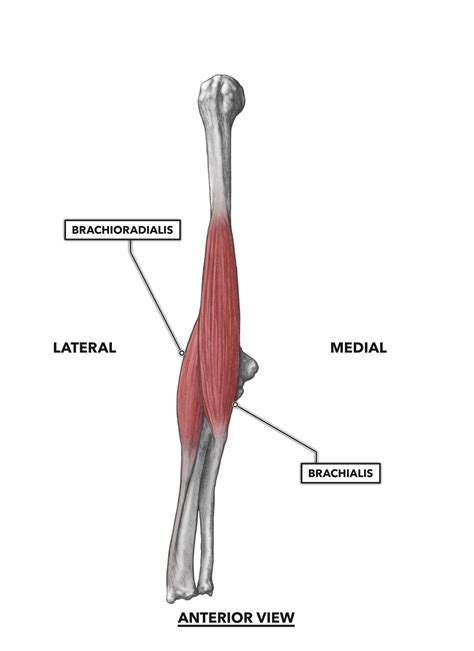 Elbow Joint Muscles