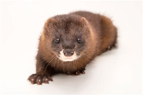 European Mink | RARE: Creatures of the Photo Ark | Official Site | PBS