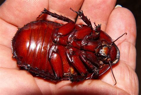 أكبر صرصار بالعالم cockroach جميعنا نشتمأز من الصرصار الأمريكي القذر ...