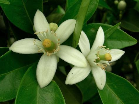 Florida State Flower | Orange Blossom | Florida flowers, Orange blossom ...