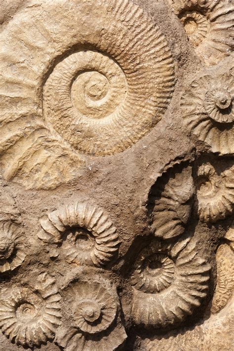 Who owns prehistory? How debate over fossils in China shaped the ...