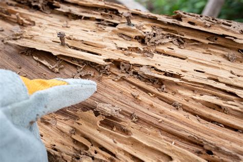 Termite Damage Dangers: Could Your House Collapse