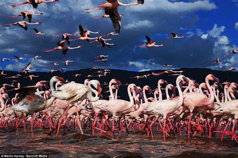 East Africa Exposed: Lake Borgoria and the Flamingo Migration