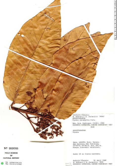 Virola calophylla | Rapid Reference | The Field Museum