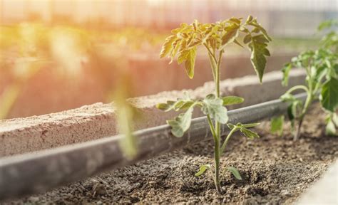 When To Transplant Tomato Seedlings