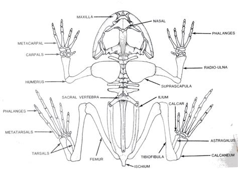 Frog Skeleton