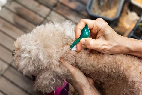 What is the best flea prevention for dogs? - Vetster