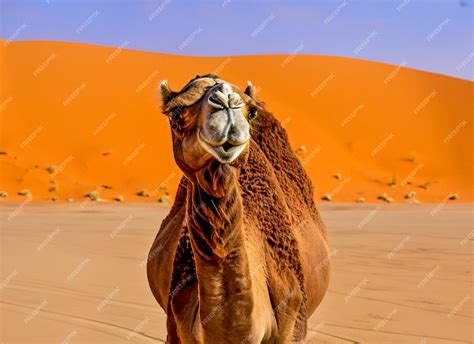 Premium AI Image | CAMEL AT THE DESERT