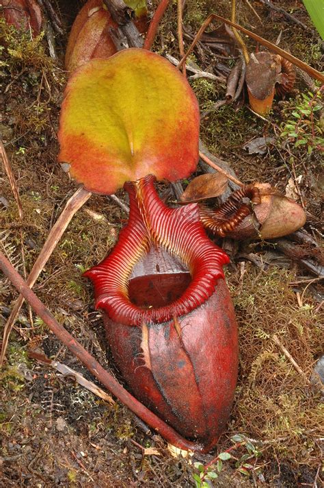 Nepenthes × kinabaluensis (villosa x rajah) cultivation notes and care ...