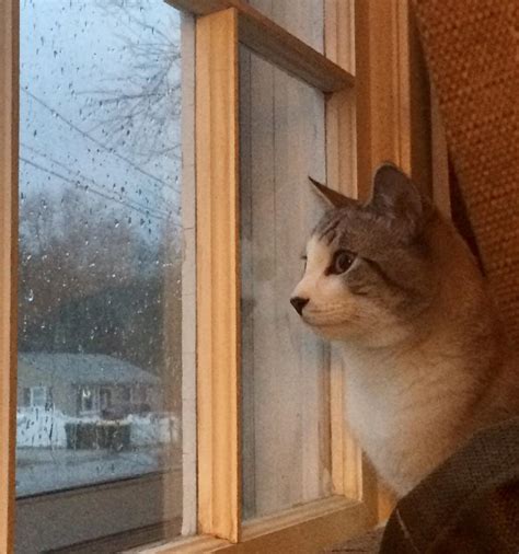 Sad Cat Looking Out Window