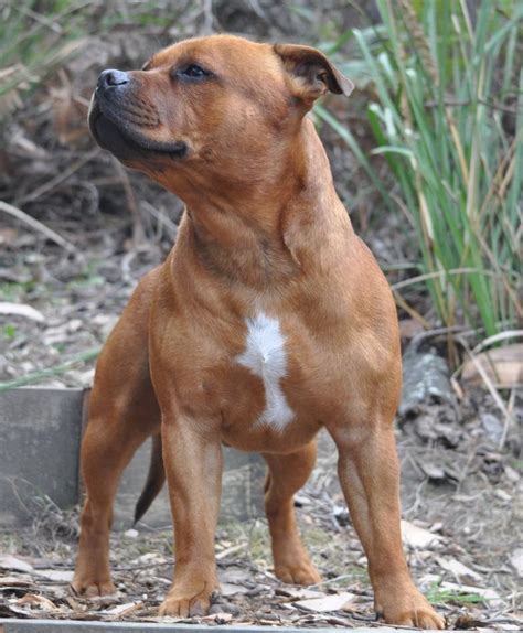 Lovely Staffie | Pitbull terrier, Staffy dog, Bull terrier dog