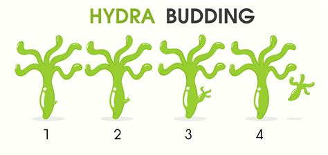 Science cartoon teaching about Hydra Budding. 593995 Vector Art at Vecteezy