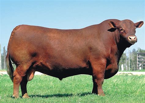 Hereford cattle, Cattle ranching, Cattle farming