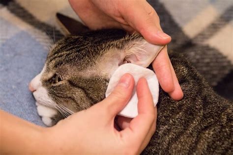 【獣医師監修】猫の天敵、ダニについて知っておこう！特に注意すべきなのは「耳ダニ」 | にゃんペディア