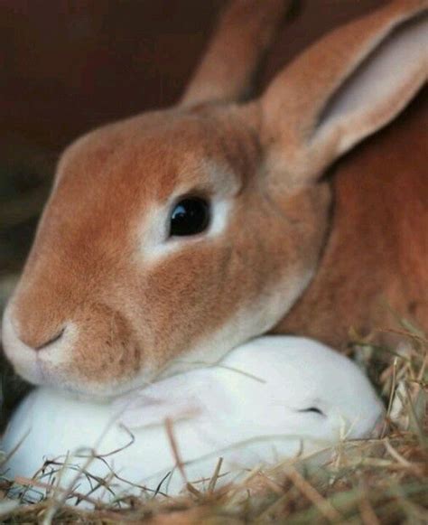 mother rabbit with baby Funny Bunnies, Baby Bunnies, Cute Bunny, Bunny ...