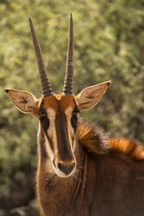 Sable Antelope - Out of Africa Wildlife Park