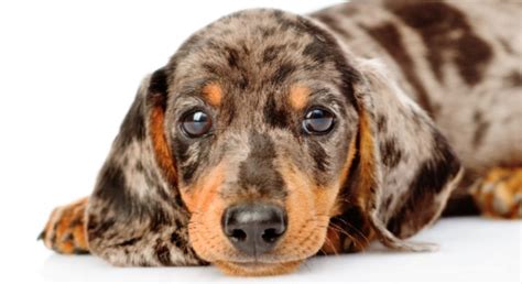 50+ Cute Dapple Dachshund Names | Pet Reader