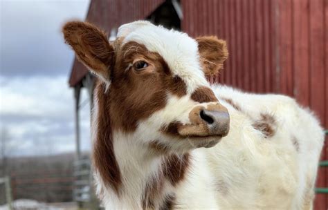 Rescue & Refuge for Farmed Animals - Farm Sanctuary