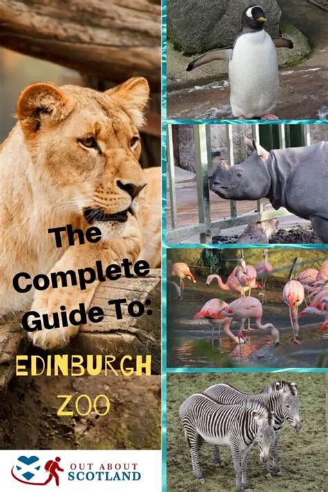 The Royal Edinburgh Zoo: The Complete Visitor Guide | Out About Scotland