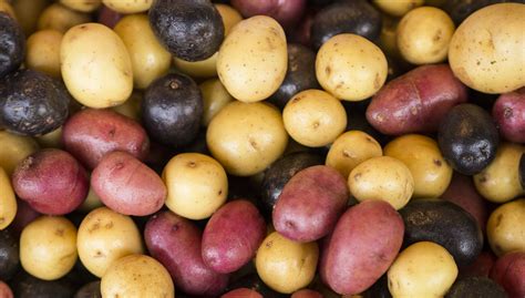 Potato Varieties