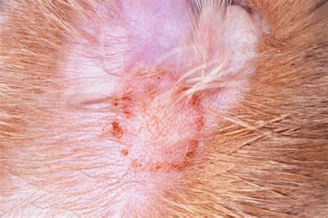 Scabby Cat Disease: How to Treat Feline Miliary Dermatitis | Orange ...