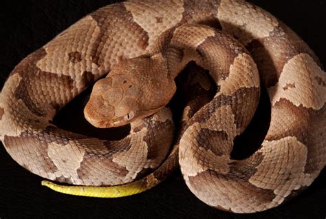 Milk Snake Vs. Copperhead Snake (10 Key Differences) – Fauna Facts