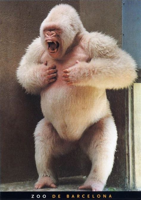 Snowflake, the only albino gorilla ever observed. Captured from the ...