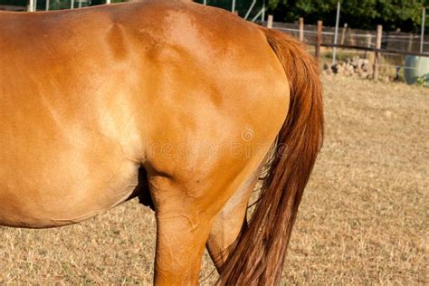 Brown tail of a horse stock photo. Image of equine, standing - 132257920