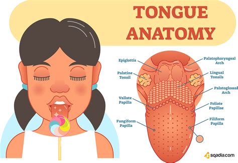 Diagram Of The Tongue For Kids