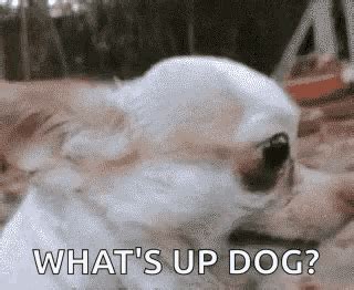 Dog Sad GIF - Dog Sad Funny Animals - Discover & Share GIFs