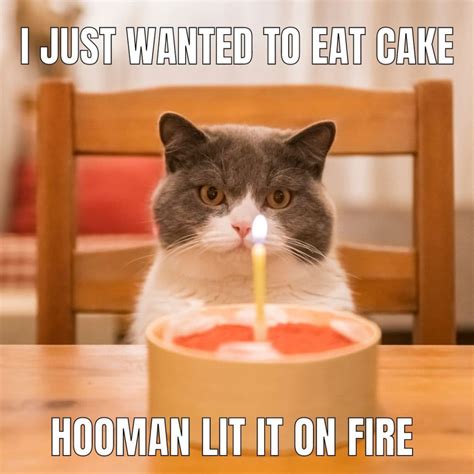 Happy Birthday Kitteh Meme