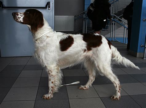 love these dogs | Red and white setter, Red and white, Puppies