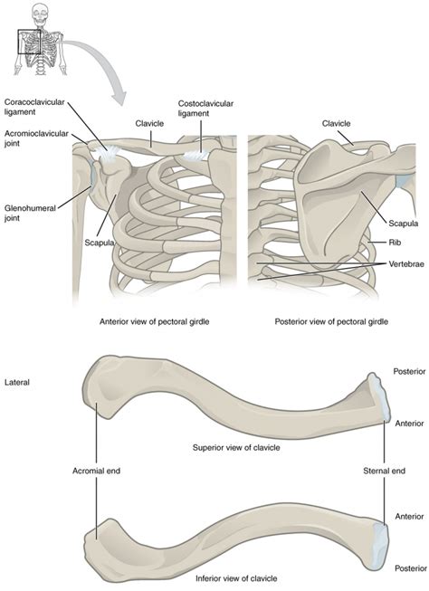 11.1 The Pectoral Girdle – Fundamentals of Anatomy and Physiology