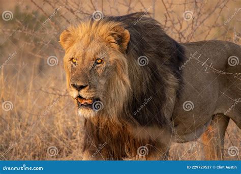 Male Lion Hunting on the African Plains Stock Image - Image of postcard ...