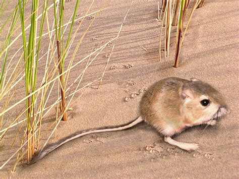 Introduction to Mammals of Great Sand Dunes (U.S. National Park Service)