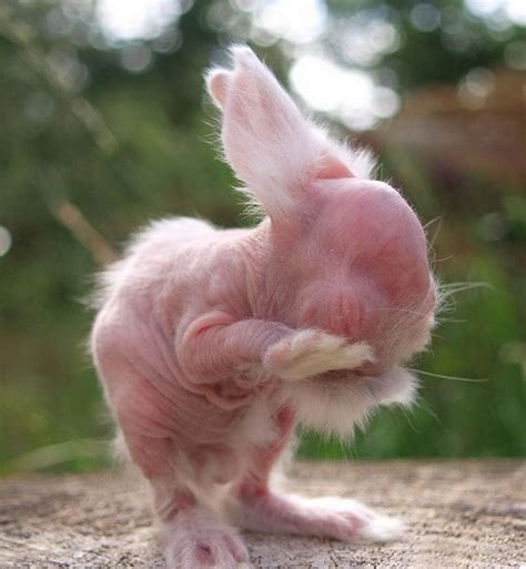 Animals Without Hair Are Barely Recognizable | Lipstick Alley