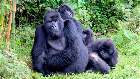 Gorilla trekking experience in Rwanda | Uganda Gorilla Trekking