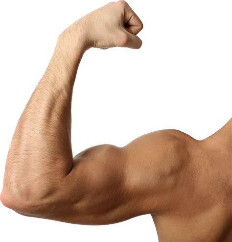 Muscle PNG Image