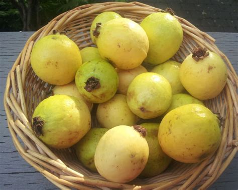 Lemon Guava Seeds O Guayaba Seeds - Etsy