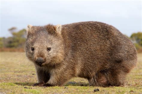 WOMBAT - Tipos, características, dónde vive y curiosidades