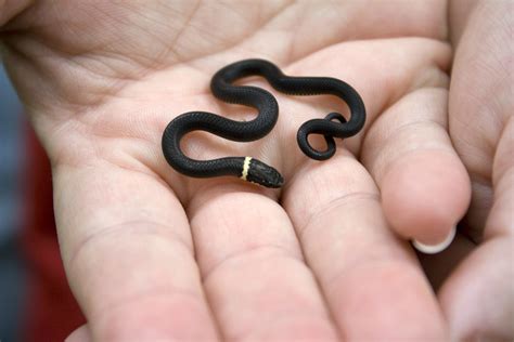 Cute baby snake... adorable at this size! : r/aww