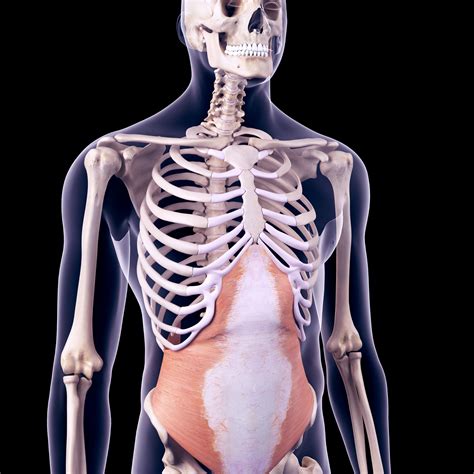 Abdominal Muscles Location and Function