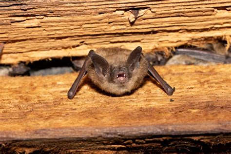 Species spotlight: Little brown bat | Mass.gov