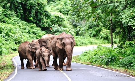 Khao Yai National Park, Thailand: A Guide For Travellers - Goats On The ...