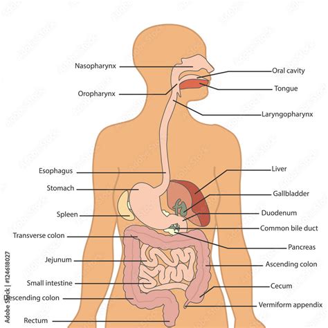 Human digestive system labeled, vector illustration Stock Vector ...