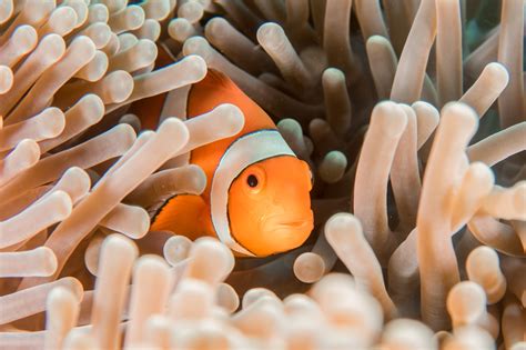 How clownfish grow to match their environments