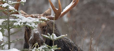 Algonquin Winter Wildlife Photography Workshops