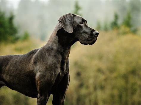 Great Dane Health Concerns: Keeping Your Gentle Giant Healthy | Spot Canada