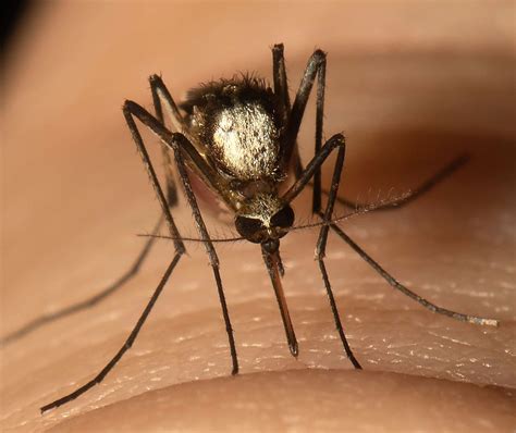 Scientists Find New Invasive Mosquito Species In Florida | NPR ...