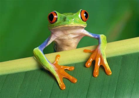 Green Tree Frog: Facts, Characteristics, Habitat and More - Animal Place